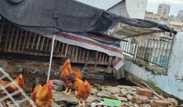 鸡棚塌了爆料视频,现场视频曝光引关注