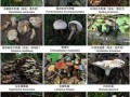 野生菌爆料视频大全最新,探寻大自然的神秘馈赠