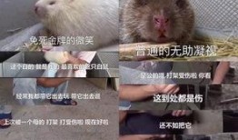 穷人养鼠大法娱乐吃瓜,趣味养鼠，吃瓜乐趣无限