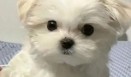 求个在线观看的,尽享在线观影盛宴